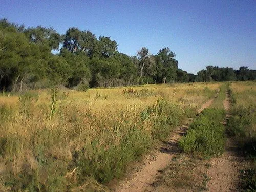 A pond and cottonwoods at Arapaho Bend Natural Area beside the Poudre