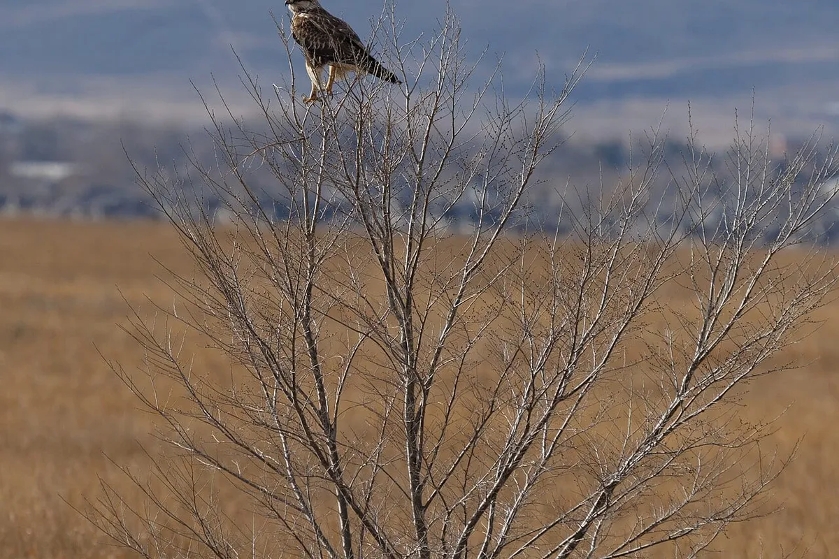 A hawk perched on a bare sapling above winter grass at Fossil Creek Reservoir, foothills behind