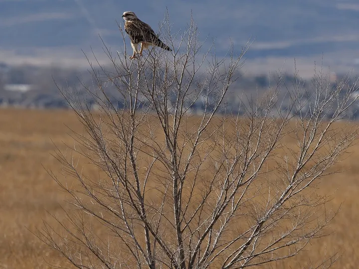 A hawk perched on a bare sapling above winter grass at Fossil Creek Reservoir, foothills behind