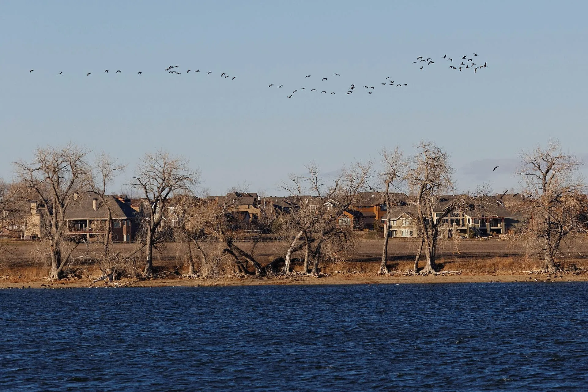 Geese over Fossil Creek Reservoir southwest of Timnath, bare cottonwoods and houses along the far shore